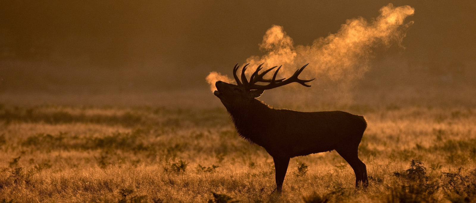 Silhouette of a red deer stag at sunrise, head raised and antlers swept back, with a plume of breath glowing in the golden light. Photo by DreamsCanBe via Adobe Stock