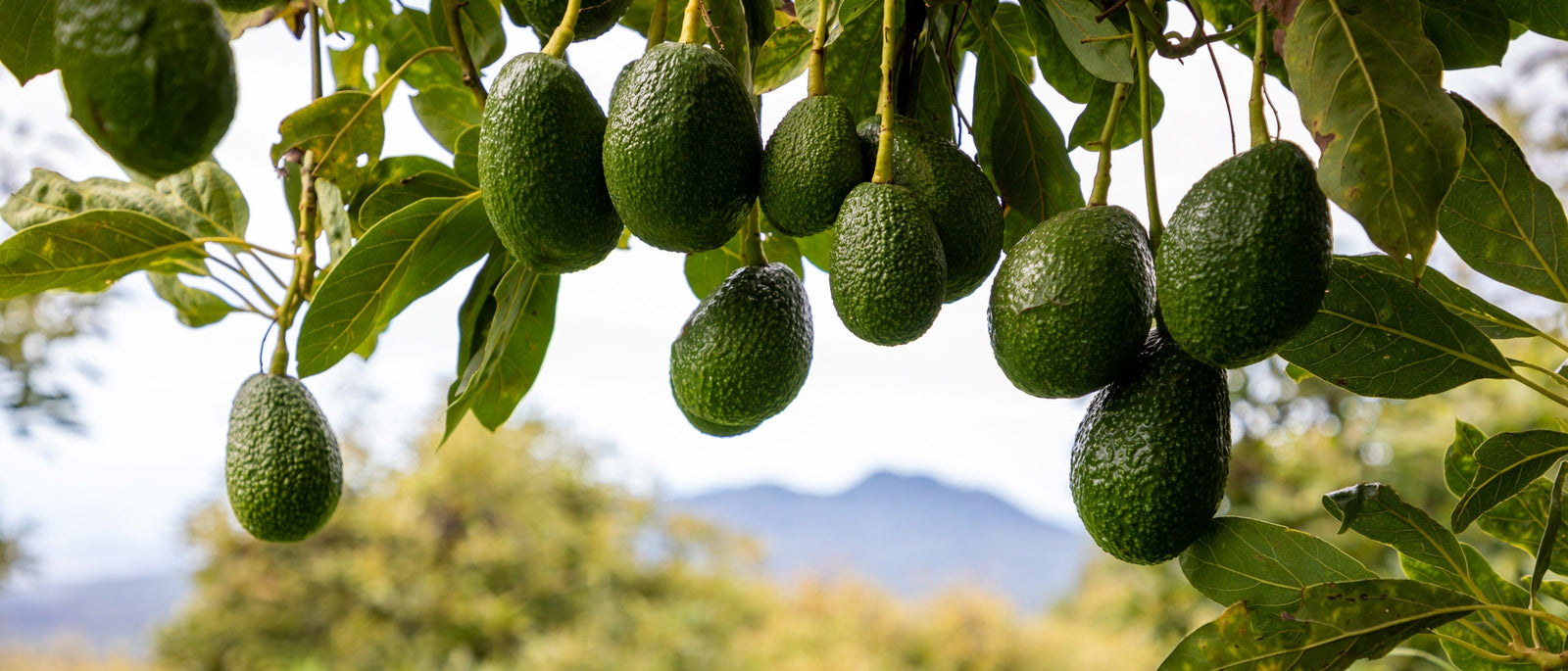 From Avocado to Quinoa: Why We Eat What We Eat | Culture & Pioneers | WildBounds UK