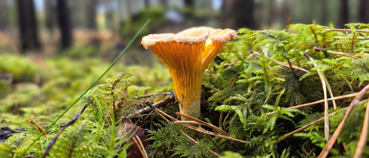 Chanterelle mushroom growing amongst moss and leaf litter on the forest floor.
