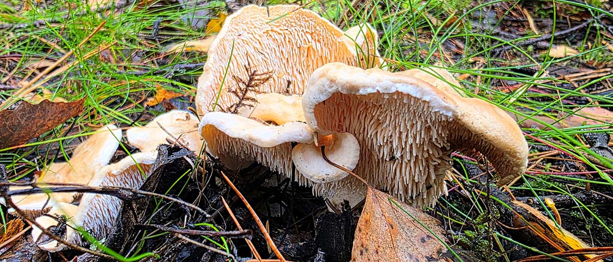 The hedgehog mushroom has distinctive spines on its underside rather than gills.
