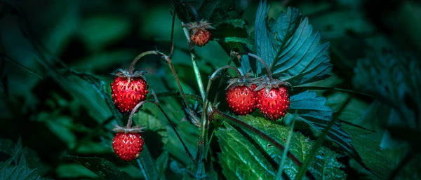 【18点セット】 WILD STRAWBERRY foraging_wild_strawberries_ban