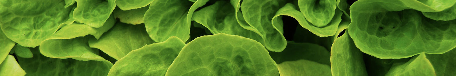 Vegan Friendly Products