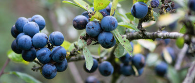 Foraging Guide: Sloes