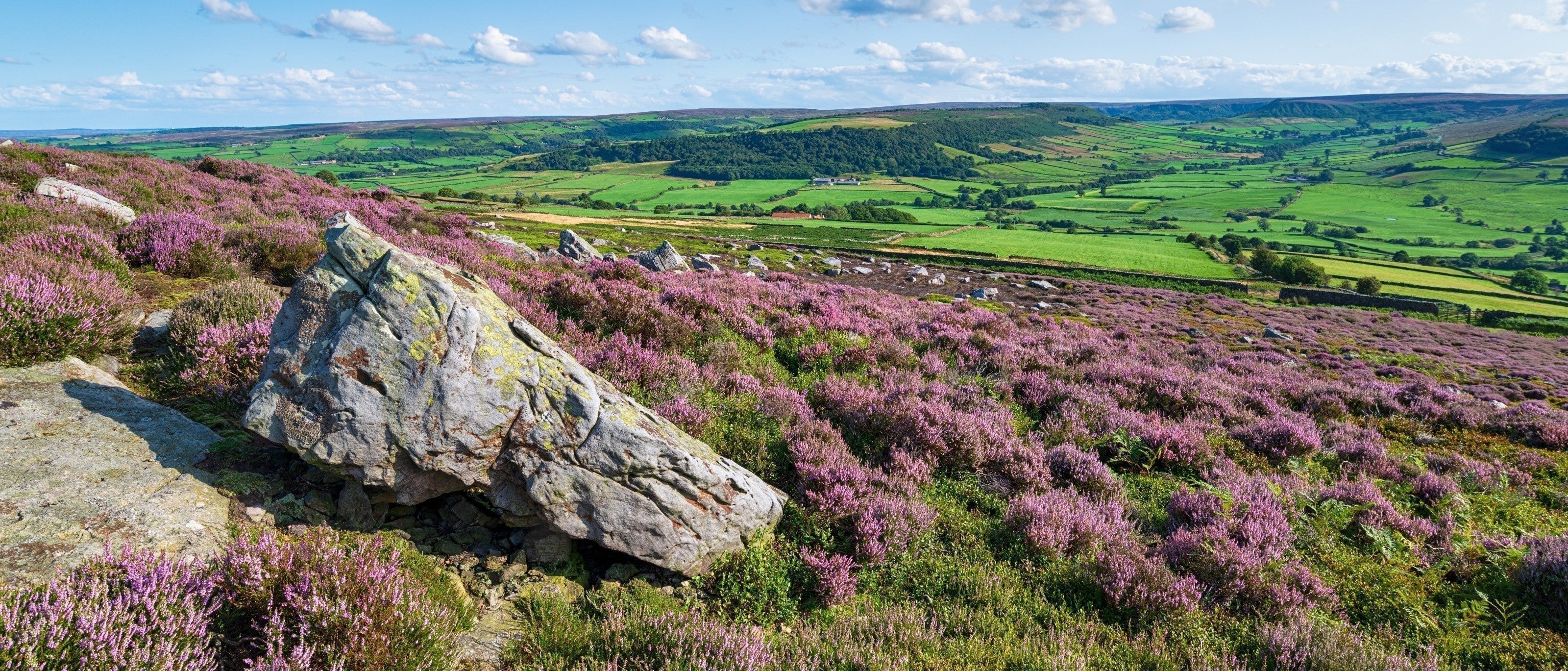 Summer heather at Danby on the North York Moors 