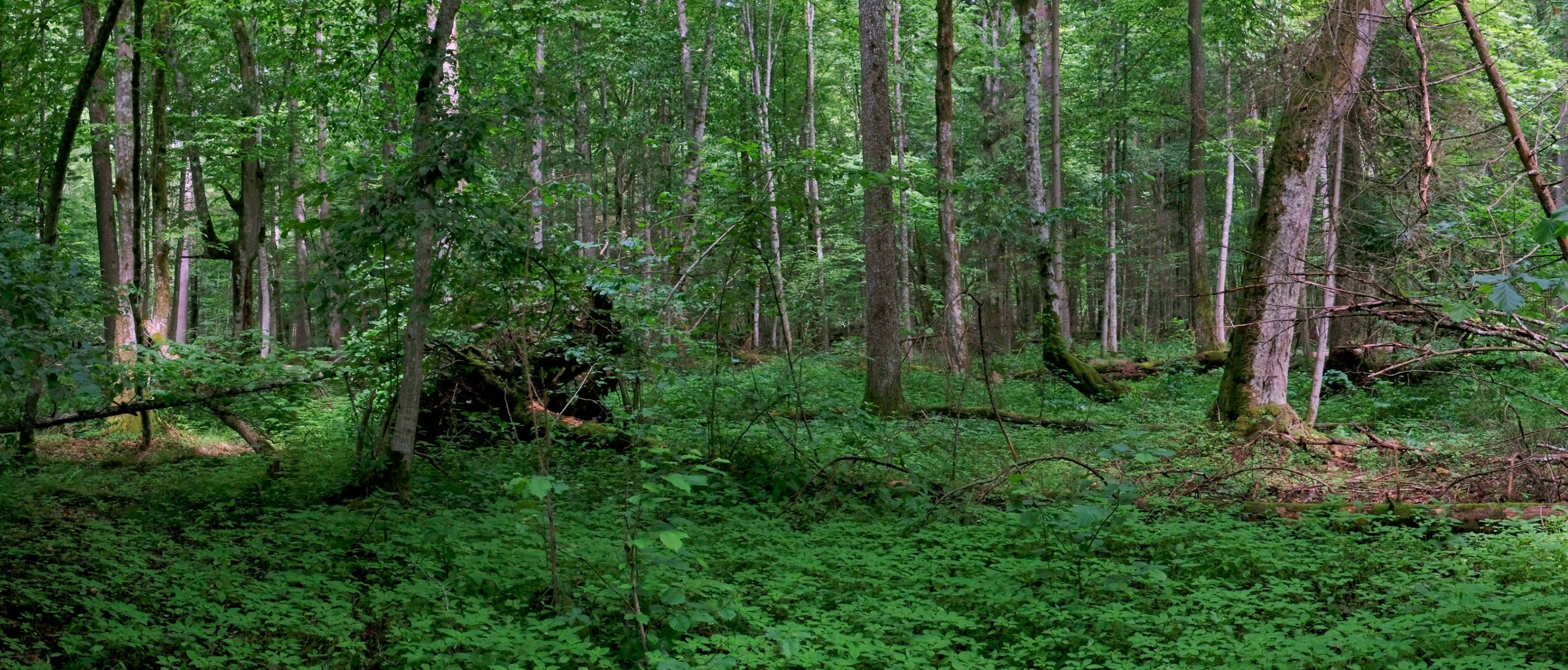 Foraging Guide: Ground Elder - WildBounds