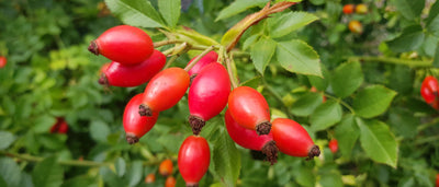 Foraging Guide: Rosehips