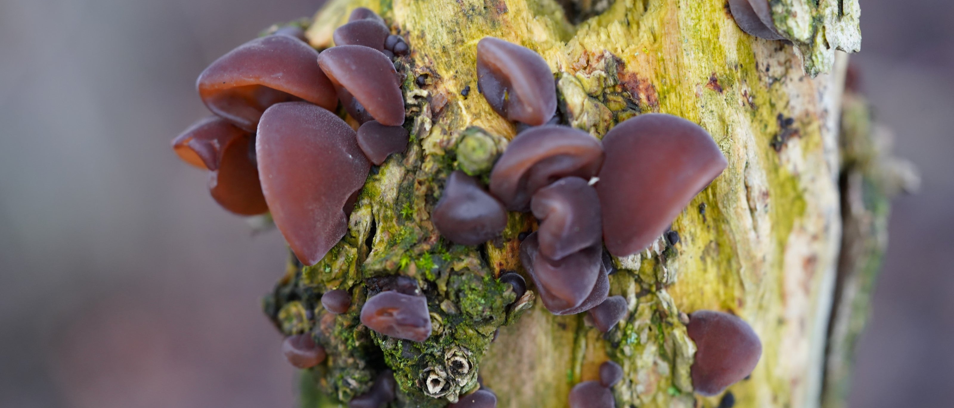 Foraging Guide: Jelly Ear Fungus