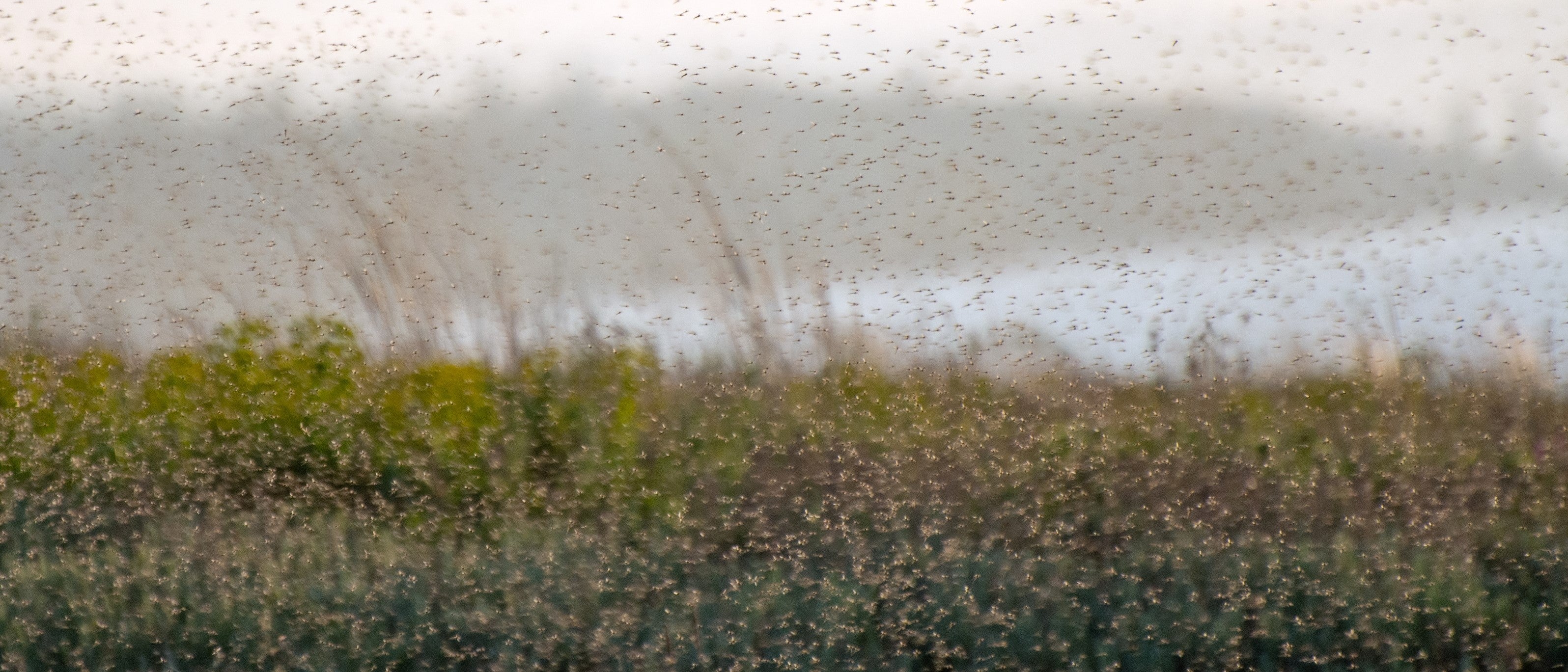 Wee Beasties: Managing Scotland’s Ticks, Midges and More | Camp Notes | WildBounds UK