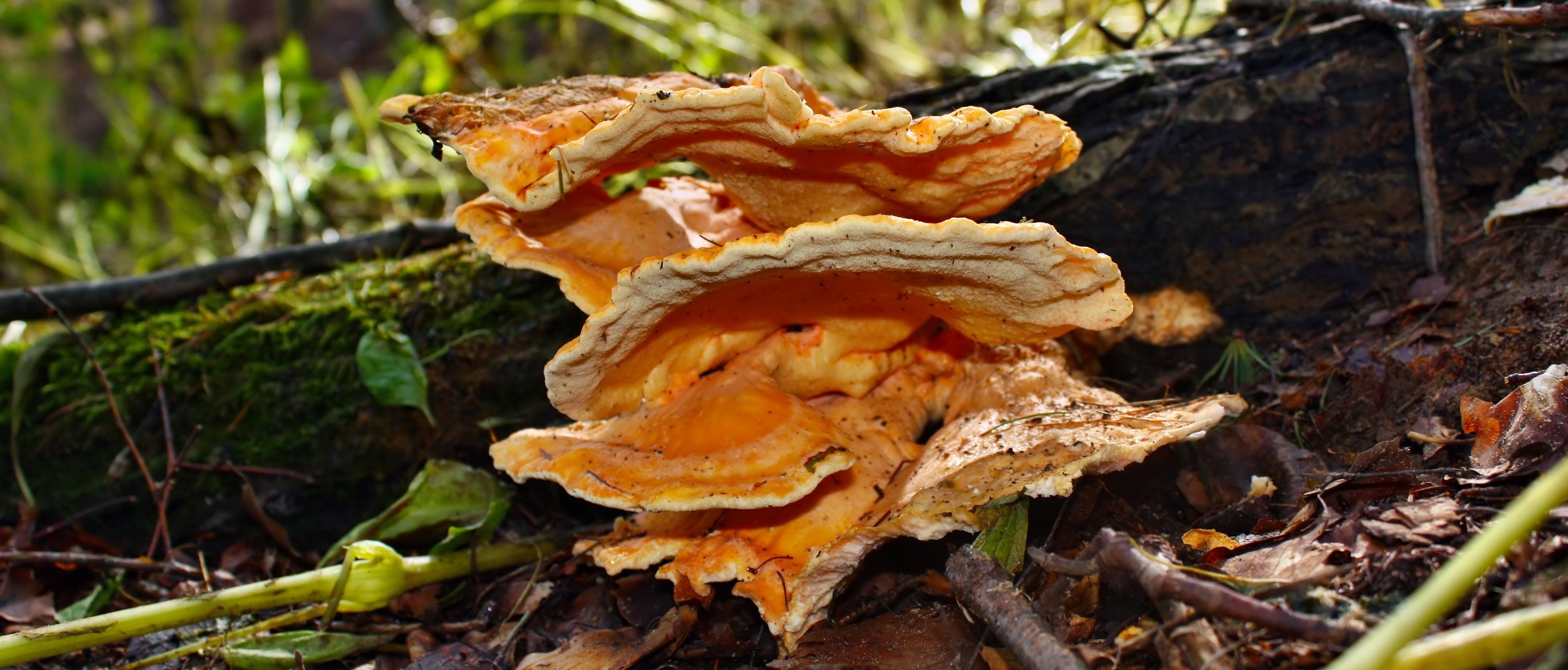 Foraging Guide: Chicken of the Woods