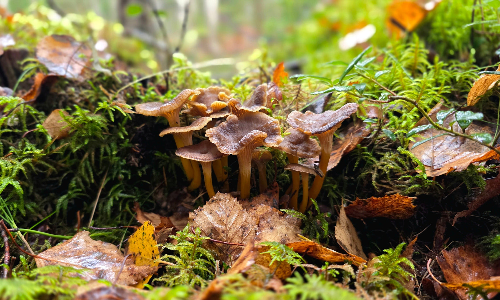The Yellowfoot Mushroom is a small but prized wild mushroom that thrives throughout autumn and early winter in the UK.