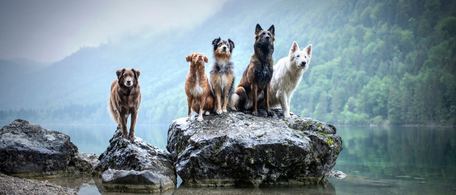 5 dogs of varying breeds sit patiently on a rock near a lakes edge