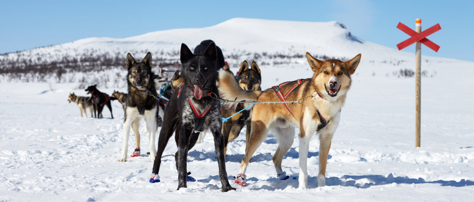 Don’t Let Go! | Dog Sledding in the Arctic Circle