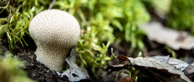 Foraging Guide: Puffball Mushroom