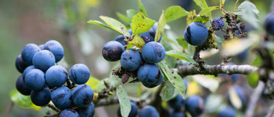 Foraging Guide: Sloes