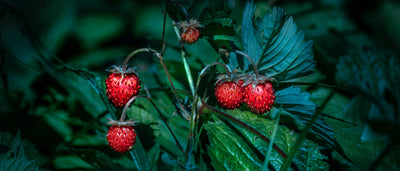 Foraging Guide: Wild Strawberries