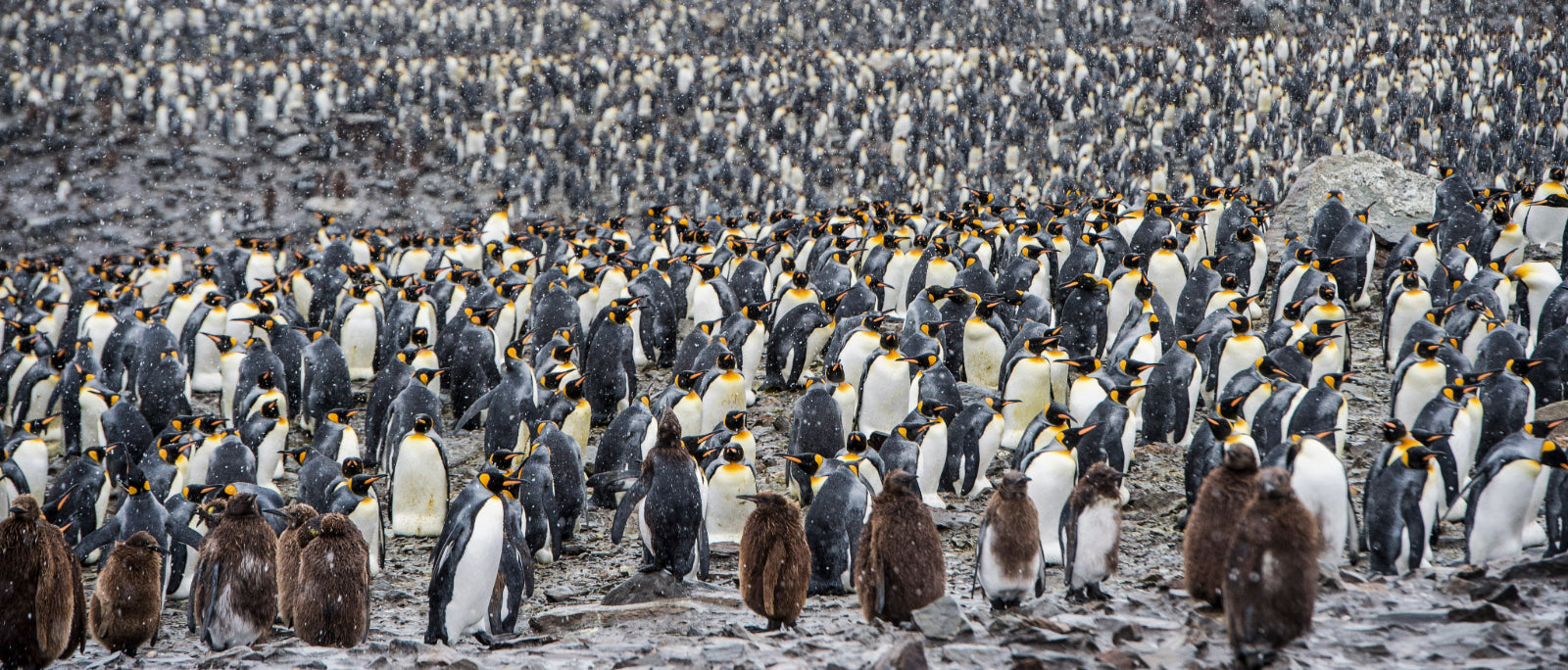 Behind the Frozen Lens | Life in the Antarctic