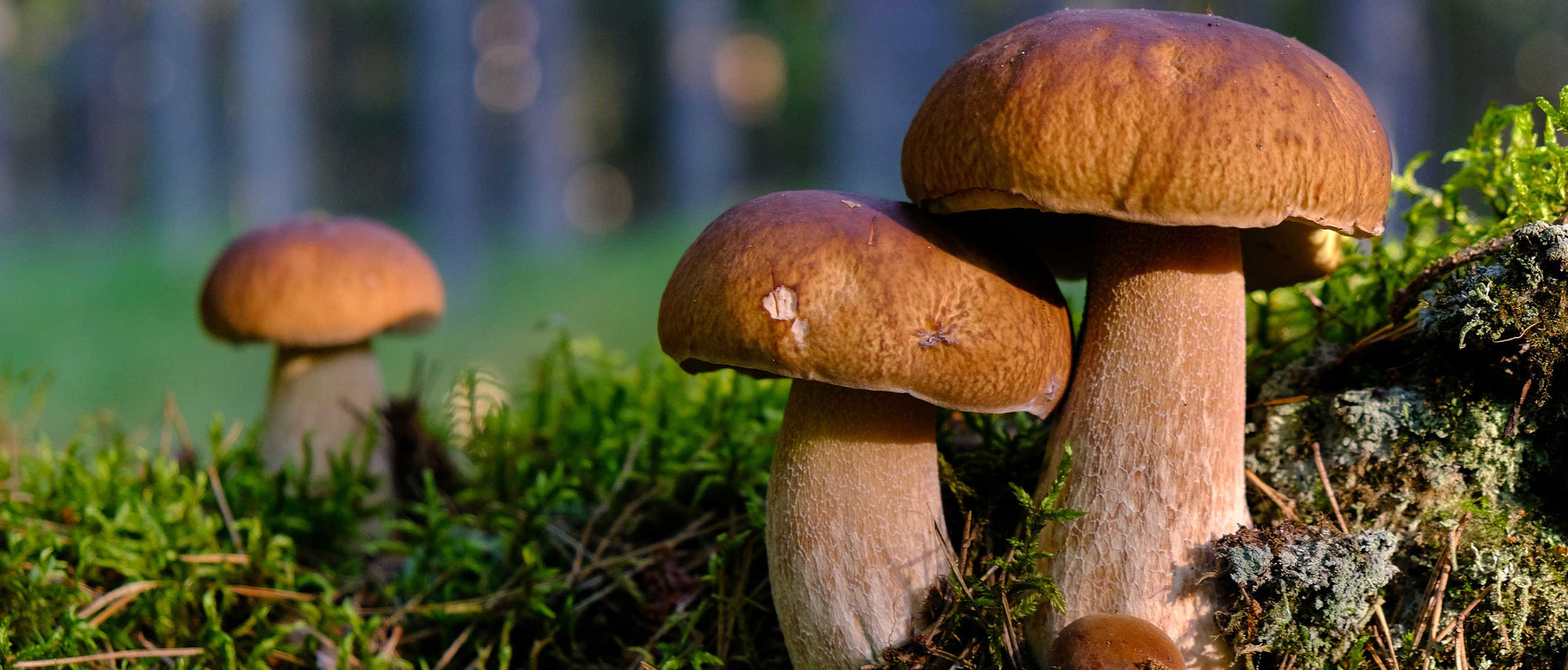 Foraging Guide: Porcini Mushroom | Outdoor Larder | WildBounds UK