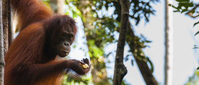 North Sumatra: Jungle Hiking with Wild Orangutans