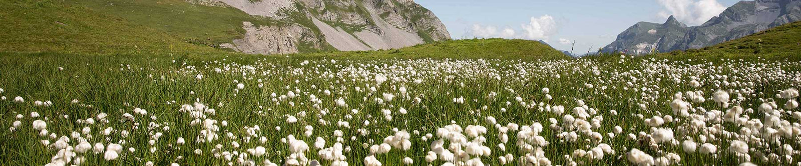 Made with Organic Cotton