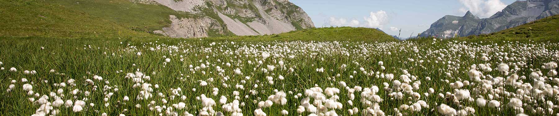 Made with Organic Cotton