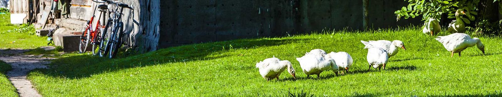 Made with Traceable Down