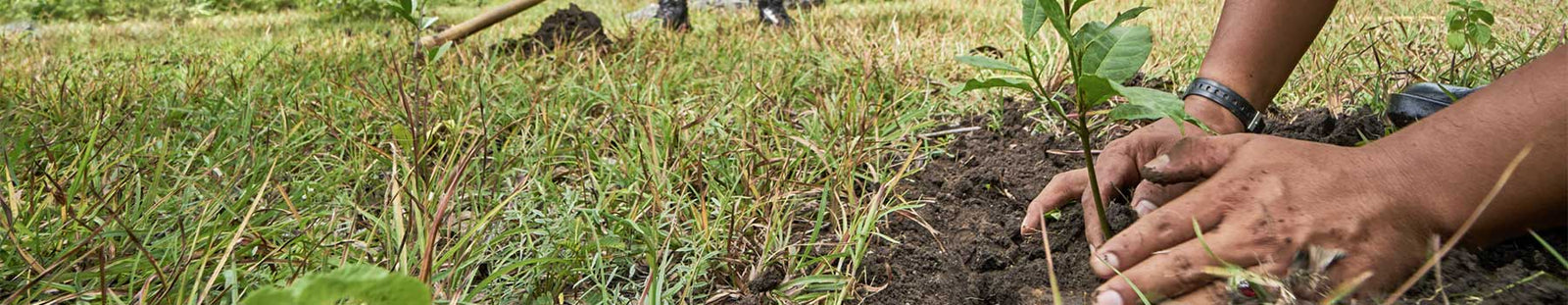 Trees Planted for Every Product Sold